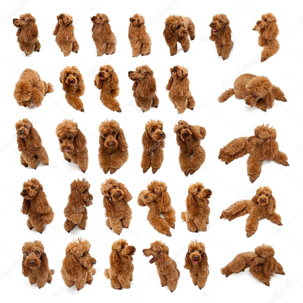 Golden Brown poodle collage set on White Background
