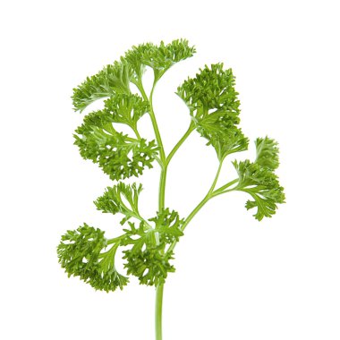 Parsley on white background clipart