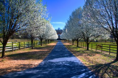 Pear Trees in Bloom clipart