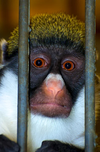 Scimmia in gabbia — Foto Stock