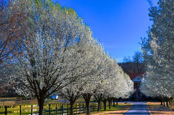 Pear Trees in Bloom — Stock Photo, Image