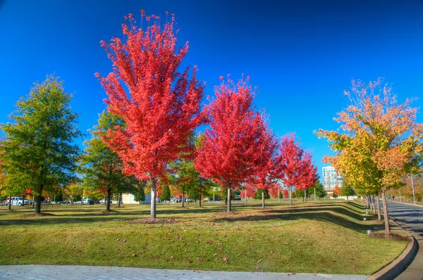 Autumn Red Maple Trees — Stock Photo, Image
