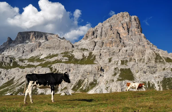 ドロミテで山を牛します。 — ストック写真