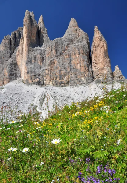 Flores de montaña en las montañas Dolomitas — Foto de Stock