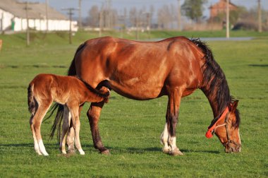 Mare with sucking colt clipart