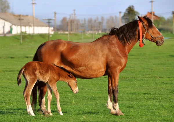 Stock image Mare with suckling colt