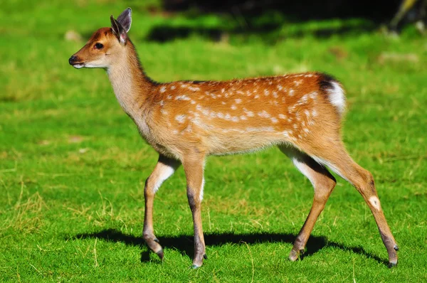 stock image Young deer