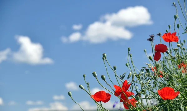 青い空の前にトウモロコシのケシ — ストック写真