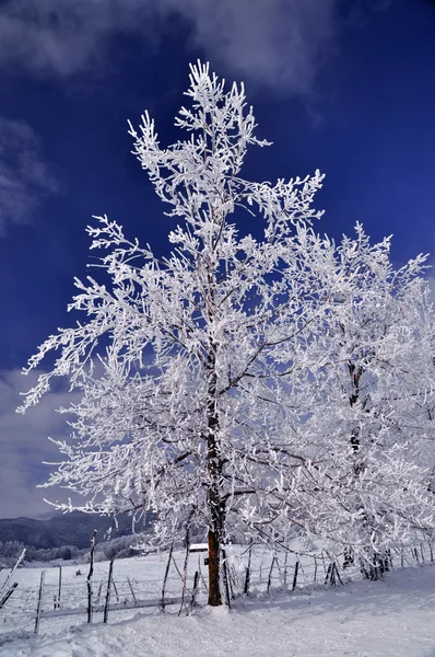 언된 나무 — 스톡 사진