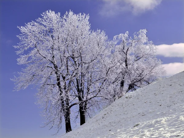 Frozen Tree — Stock Photo, Image
