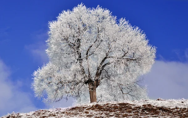 Κατεψυγμένα δέντρο κατά τη γνώμη του χειμώνα — Φωτογραφία Αρχείου