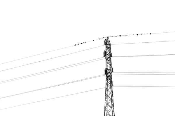 电线上的鸟 — 图库照片