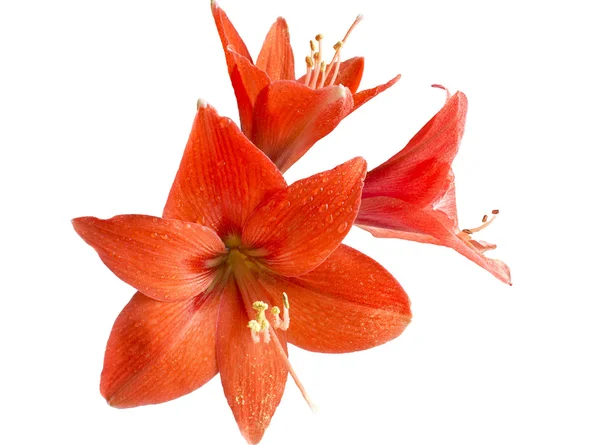 stock image Red flower of the lily