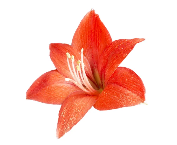 stock image Red flower of the lily