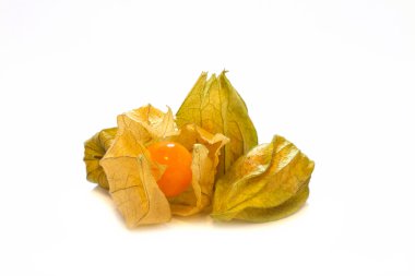 Physalis