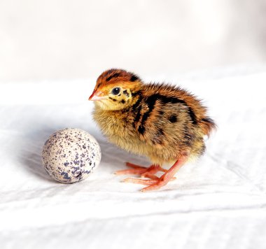 Quail chick clipart