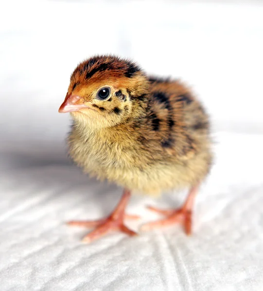 Quail chick — Stock Photo, Image