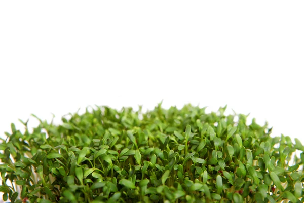 stock image Watercress