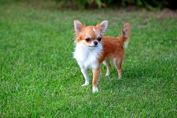 stock image Chihuahua