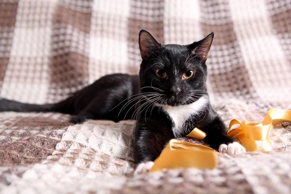 Чёрный котёнок Стоковое Фото