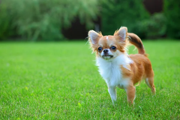 Chihuahua Stockfoto