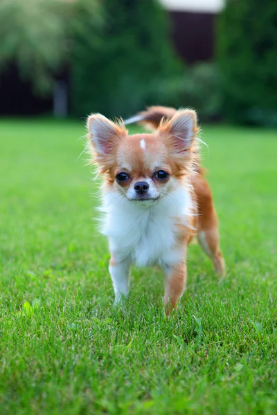 Chihuahua Rechtenvrije Stockfoto's