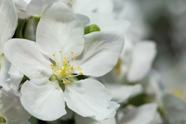 Appletree квітка — стокове фото