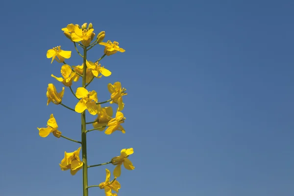 stock image Flowers of rape