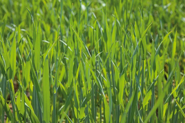 stock image Green cereal field