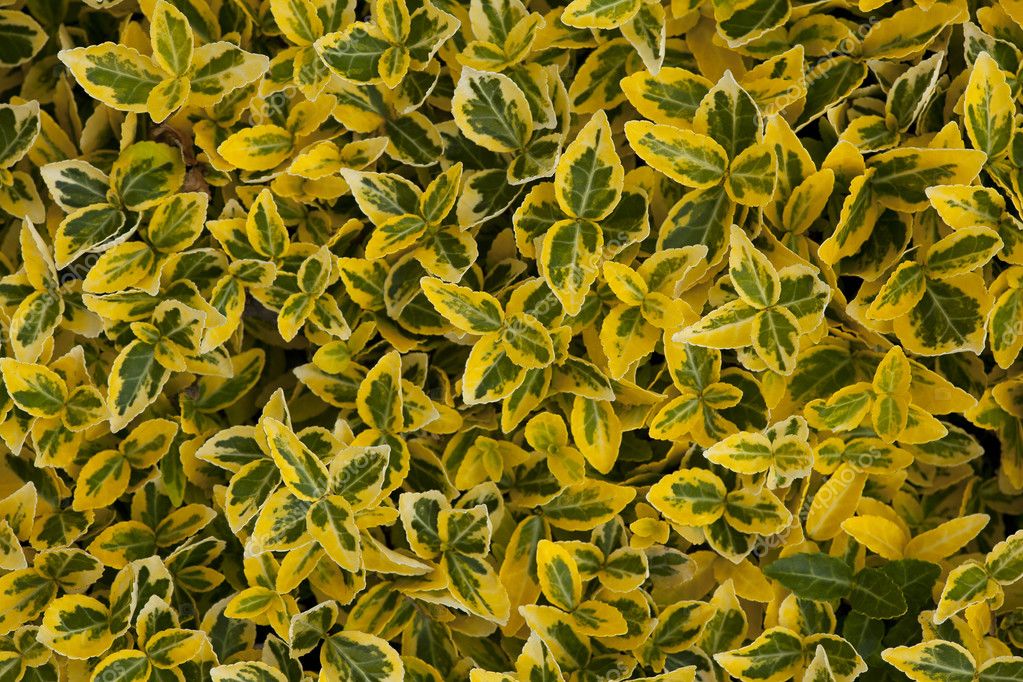 Green yellow leafy background — Stock Photo © Miro-Novak #10633808