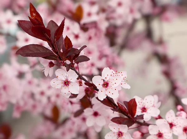 stock image Peach blossoms