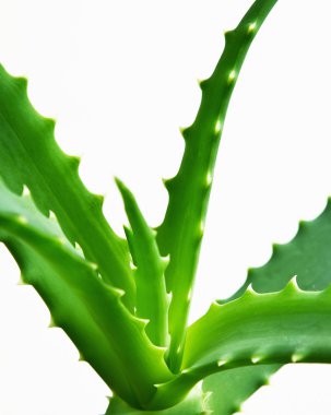 Foglie di Aloe