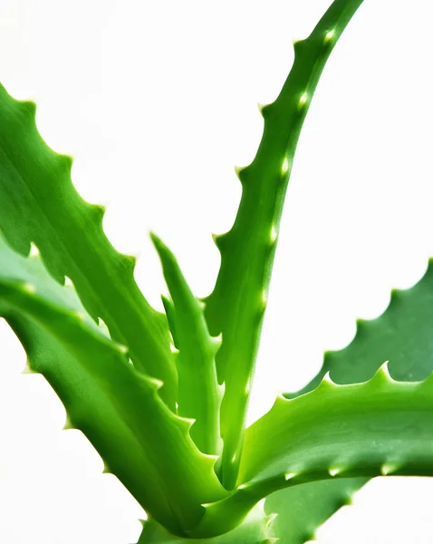 Foglie di Aloe — Stock Photo, Image