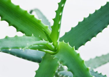 Foglie di Aloe