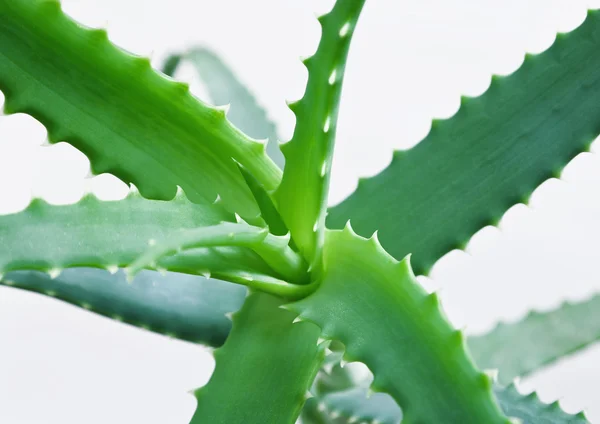 stock image Foglie di Aloe