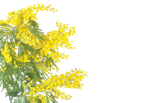 stock image Mimosa Flower