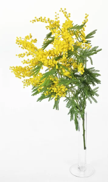 Stock image Mimosa Flower