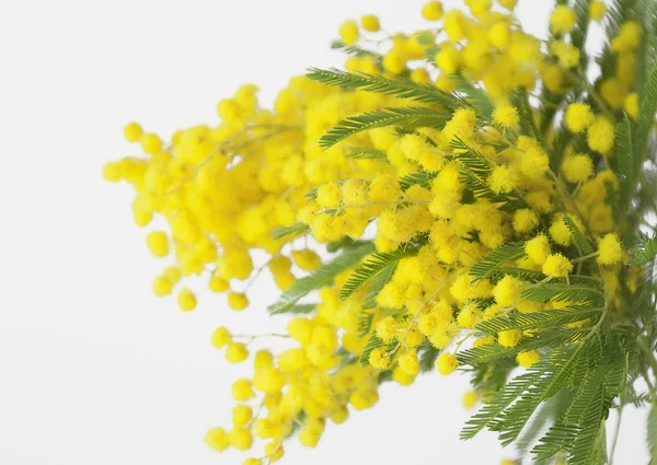 Цветок мимозы — стоковое фото