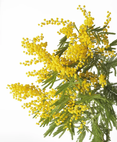 stock image Mimosa Flower