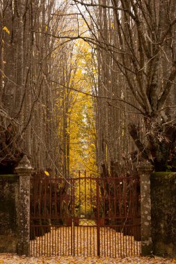 sonbahar forest Gate