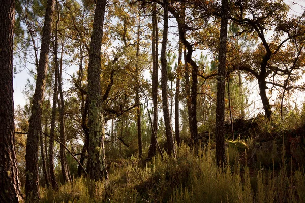 Kırsal ağaç desen — Stok fotoğraf
