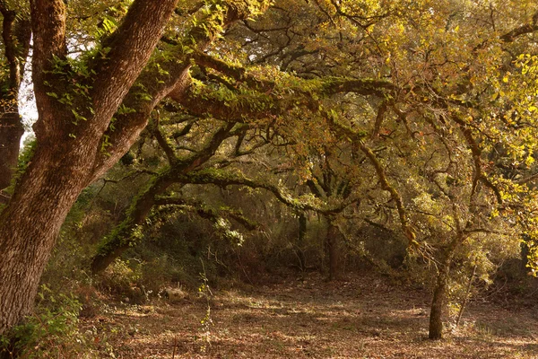 stock image Rural Tree Pattern