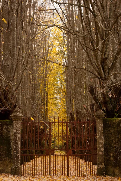 Puerta al bosque de otoño Fotos de stock