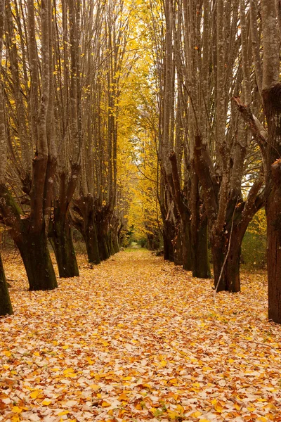 Podzimní les Stock Snímky
