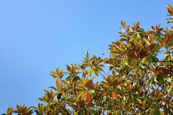 stock image Red and Green Leaves