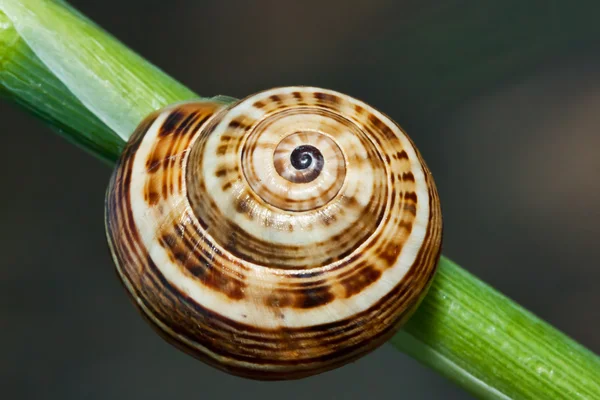 stock image Snail Abstract