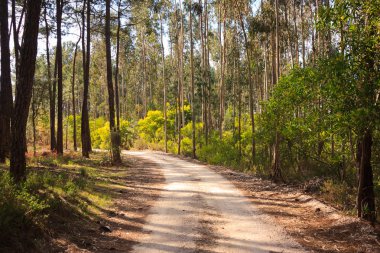 toprak yol yalak ağaçların altında güneş ışığı, Portekiz