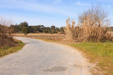 ağaçlar ve mavi gökyüzü karşı boş yol