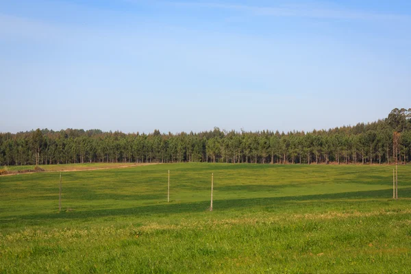 Blauwe hemel over groene vlakte veld op portugal — Stockfoto