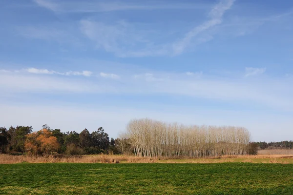 Blauwe hemel over groene vlakte veld en bos op portugal — Stockfoto
